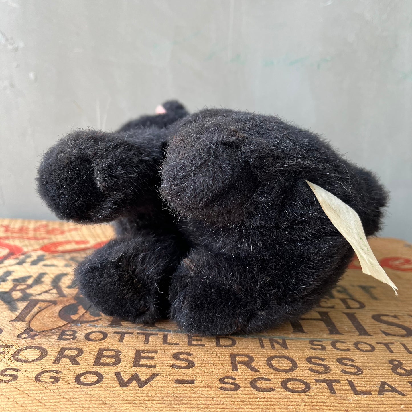 【USA vintage】Black Kitten Plash